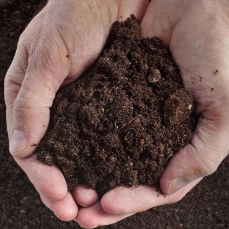 Close-up of hands holding a pile of dark brown soil, perfect for creating an acidic garden bed ideal for rhododendrons.