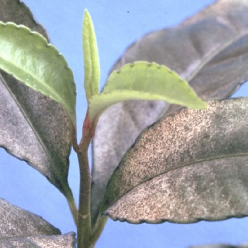 Close-up of a plant with green leaves showing signs of a fungal infection. The newer, smaller leaves are bright green, while the older ones have a grayish residue covering them. This poor plant is clearly battling thrips. Blue background.