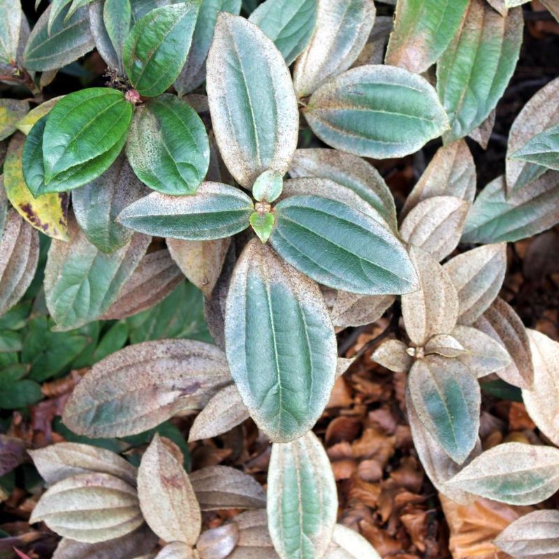 Close-up of green and brown leaves with a slightly fuzzy texture, surrounded by fallen brown leaves, in a serene garden setting. Keep an eye out for pests like Thrip that may harm your plants.