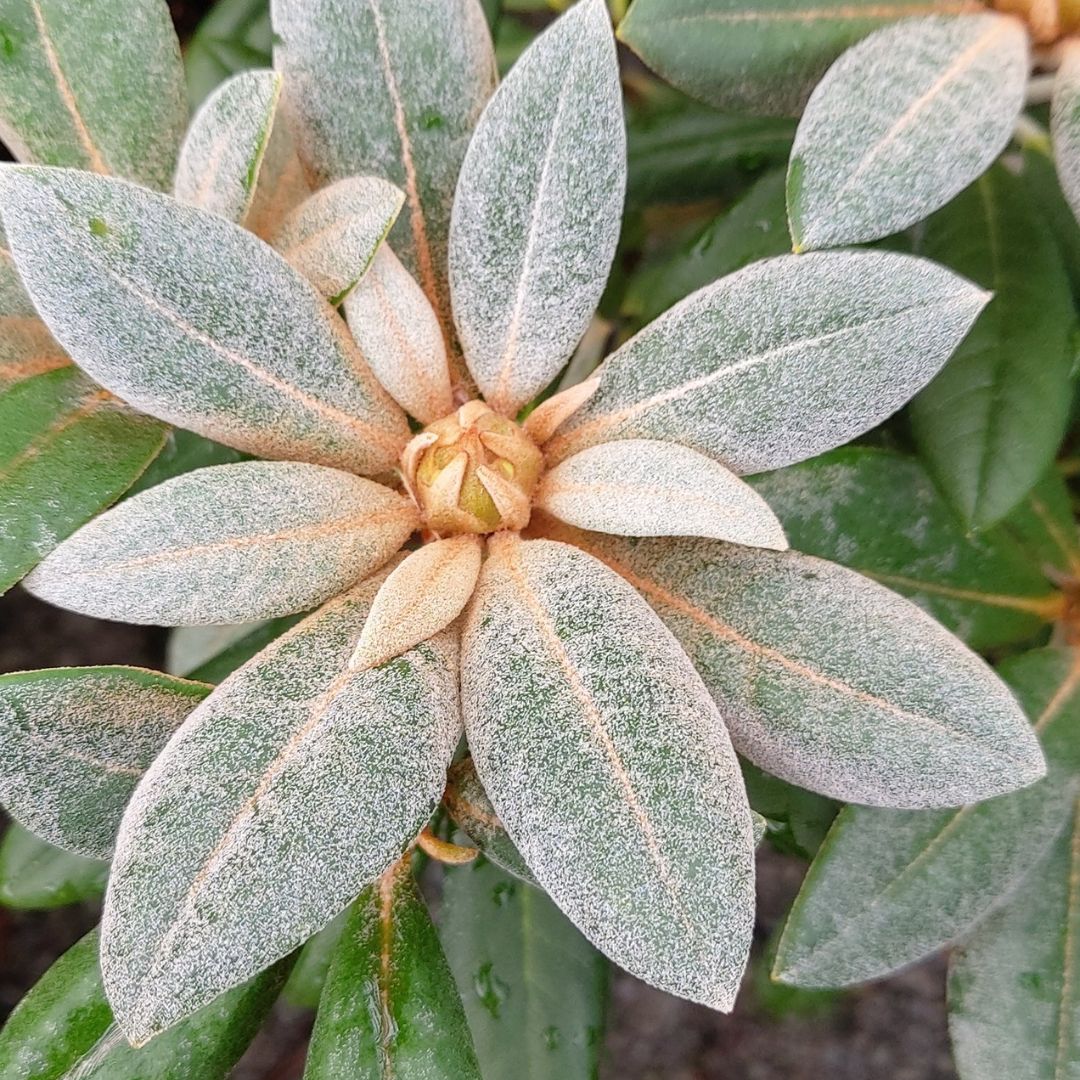 Close-up of a plant with thick, elongated leaves. The inner leaves have a dusty, white indumentum coating, while the outer leaves are green. The center shows a budding flower.