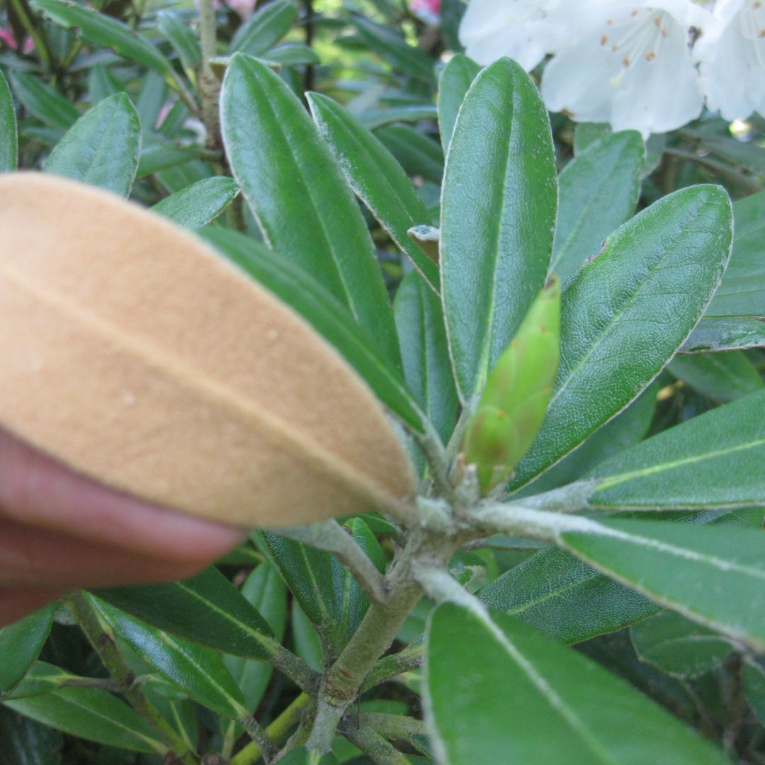 A close-up of a hand holding a leaf to compare with green leaves and a bud on a branch of a plant, with white flowers in the background, reveals delicate tomentum covering the surface.