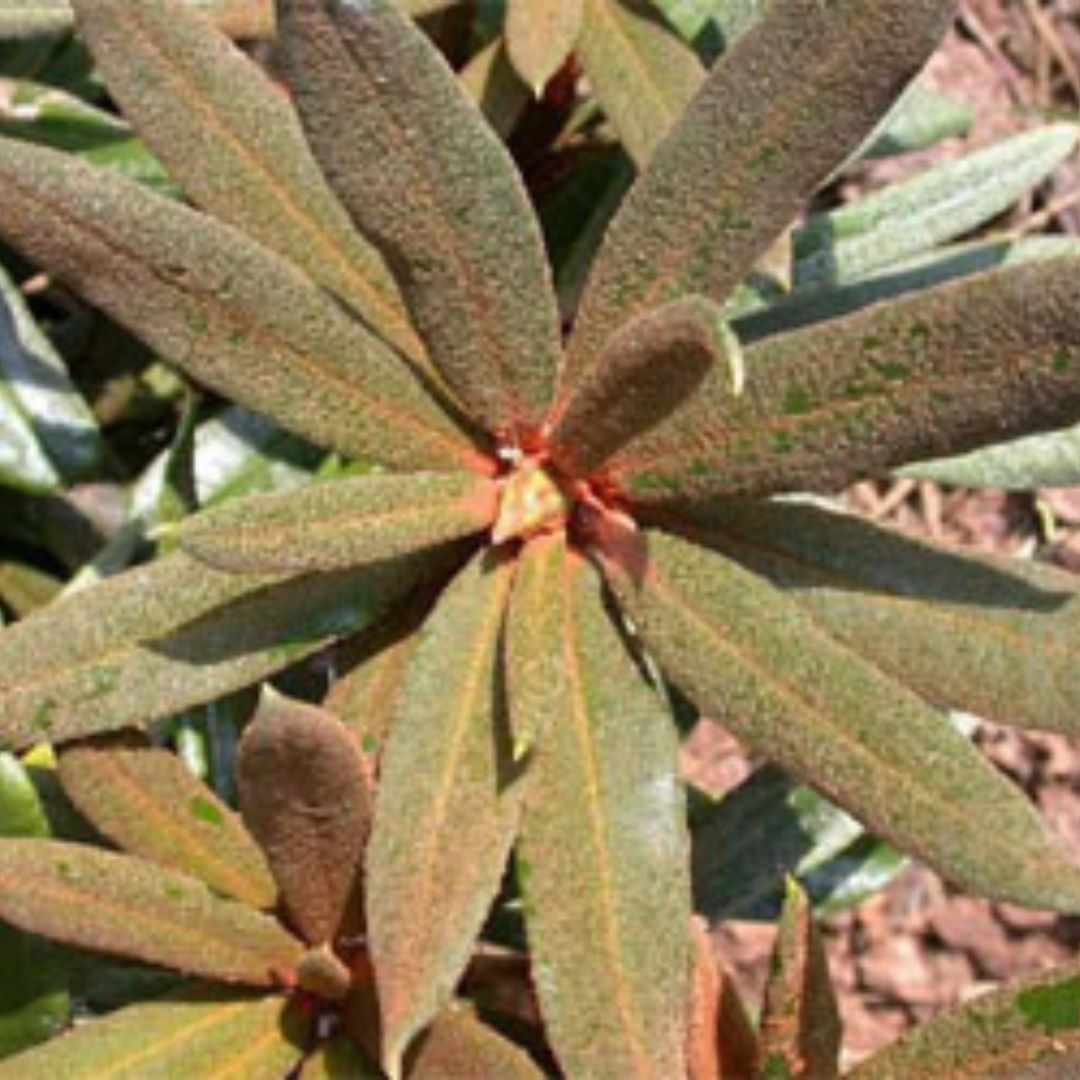 Close-up of a plant with elongated green leaves, displaying some reddish-brown discoloration and a cluster of small, red buds at its center, lightly covered in indumentum.