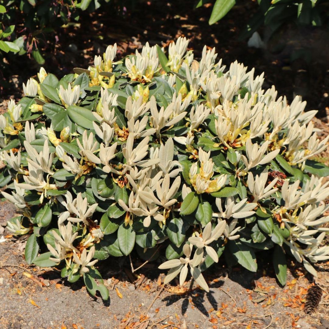 A compact shrub with dark green leaves and numerous light-colored flower buds, featuring a subtle indumentum, is growing in dirt and mulch. Sunlight casts shadows on the ground.