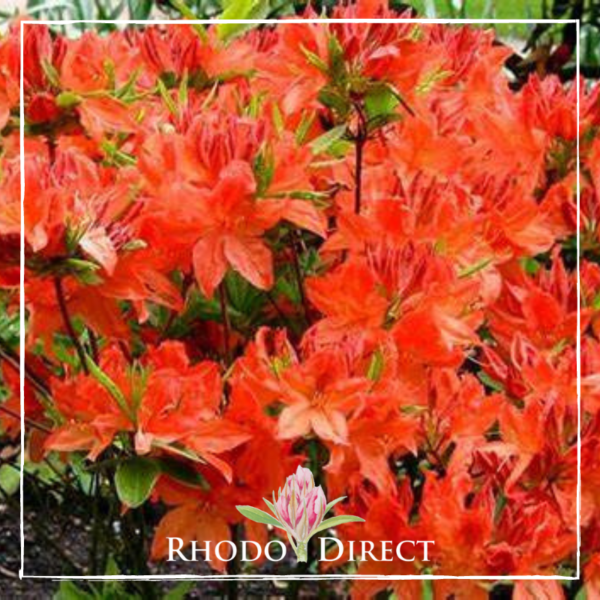 A close-up of the vibrant red Azalea Red Giant flowers in full bloom with lush green foliage in the background. The image is beautifully framed and labeled with "Rhodo Direct" alongside a floral logo.