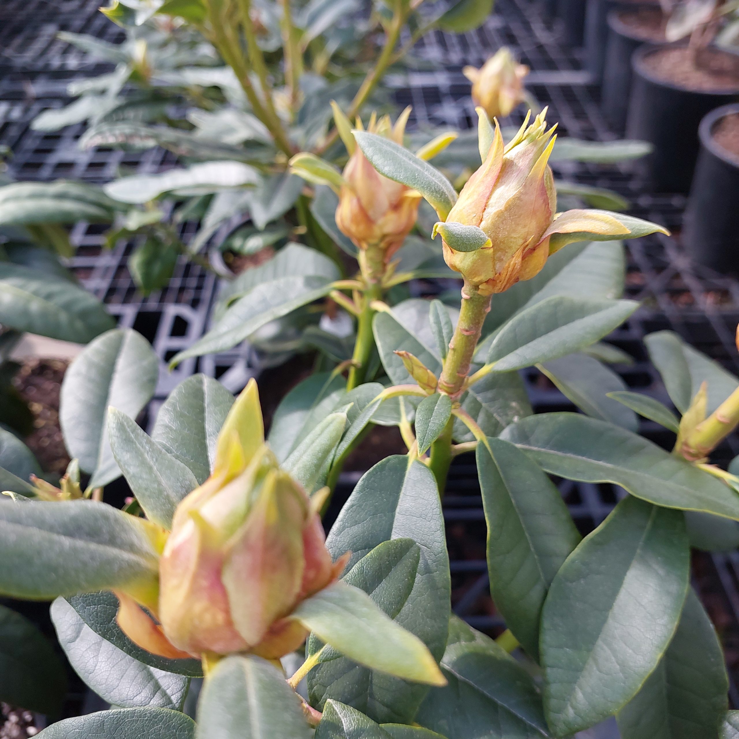 Close-up of rhododendron flower buds about to bloom in a greenhouse, showing green leaves and partially opened floral buds with a background of other potted plants on metal grates.