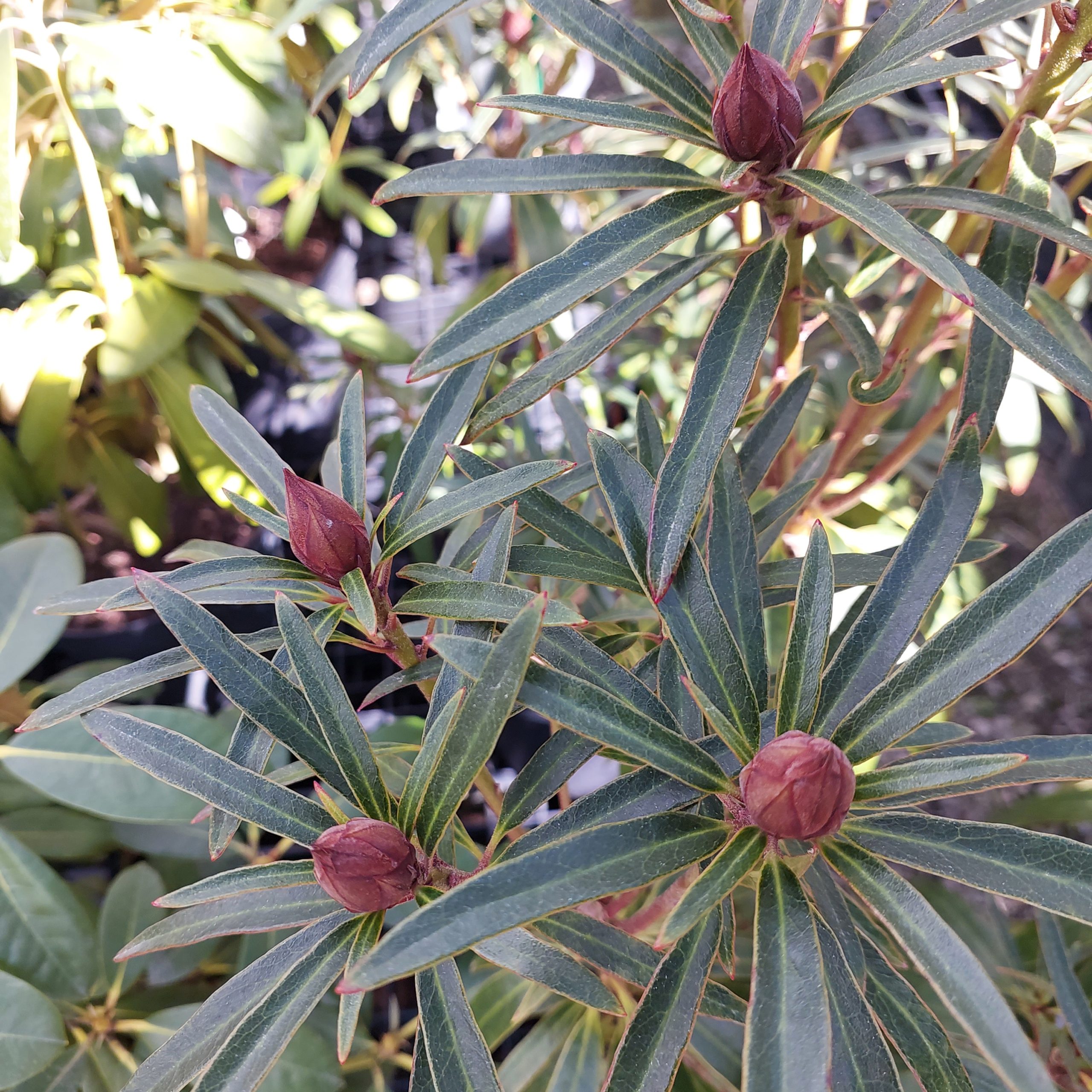 A rhododendron with elongated green leaves and several unopened brown flower buds is surrounded by other green foliage in a natural sunlight setting.