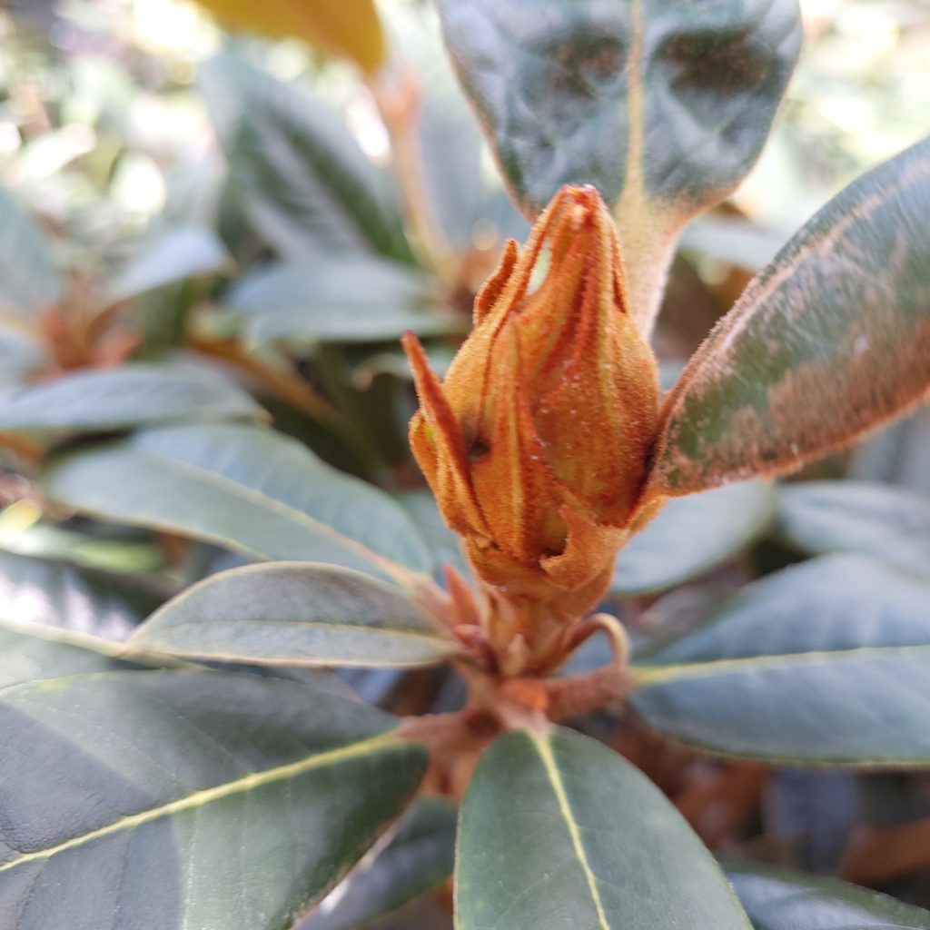 Close-up of a brown, fuzzy bud on a rhododendron plant with glossy green leaves. The flower bud appears to be slightly open, revealing a small hint of the petals inside.