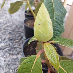 Close-up of a potted rhododendron with a large, tightly closed bud and green leaves. Other potted plants are visible in the background on a gravel surface.