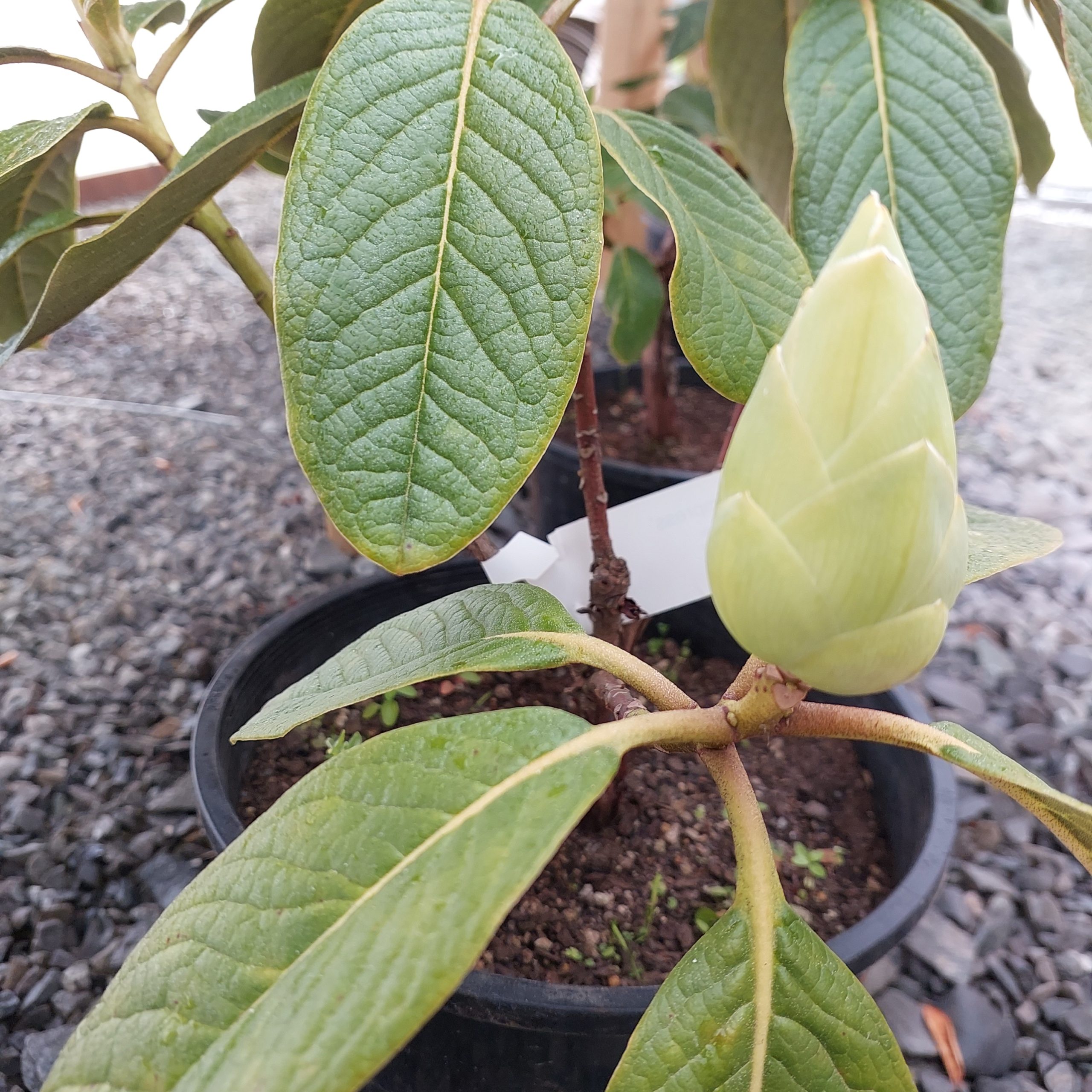 Close-up of a potted plant with large green leaves and prominent rhododendron flower buds, set on a gravel floor.