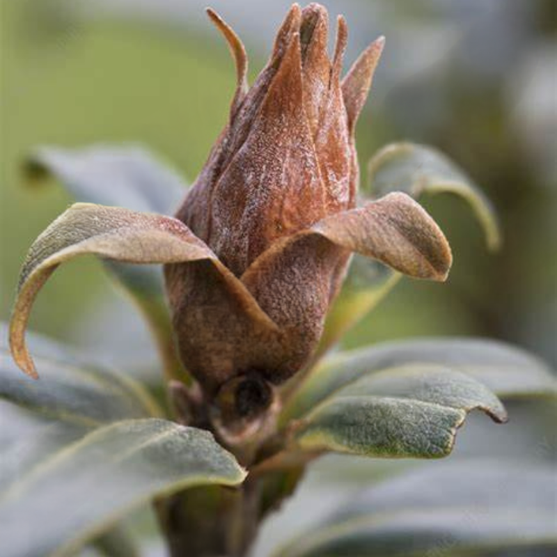 Close-up of a dried, brown flower bud surrounded by green leaves. The bud shows signs of bud blast, with a rough texture and partially open top.