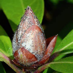 Close-up of a brown flower bud covered in small black aphids, surrounded by green leaves—a clear reminder of the importance of garden protection and plant care to prevent bud blast.