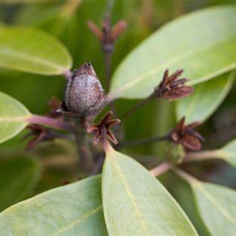 Close-up of a plant showcasing green leaves, a brown bud, and smaller dark brown sprouts, hinting at the onset of bud blast.