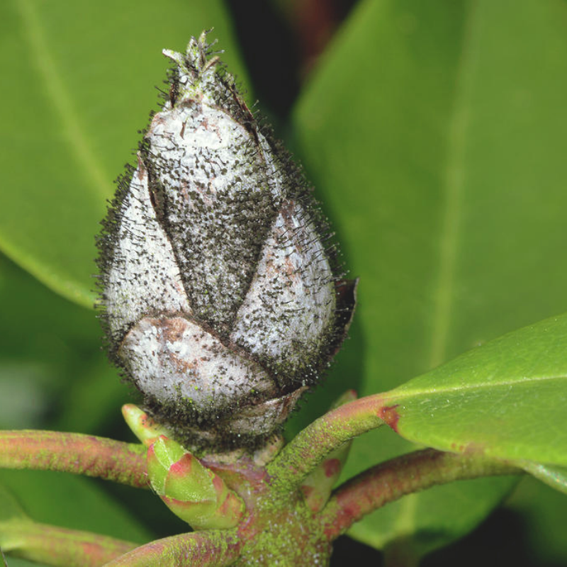 Close-up of a rhododendron bud suffering from Bud Blast, covered in mold, with green leaves in the background.