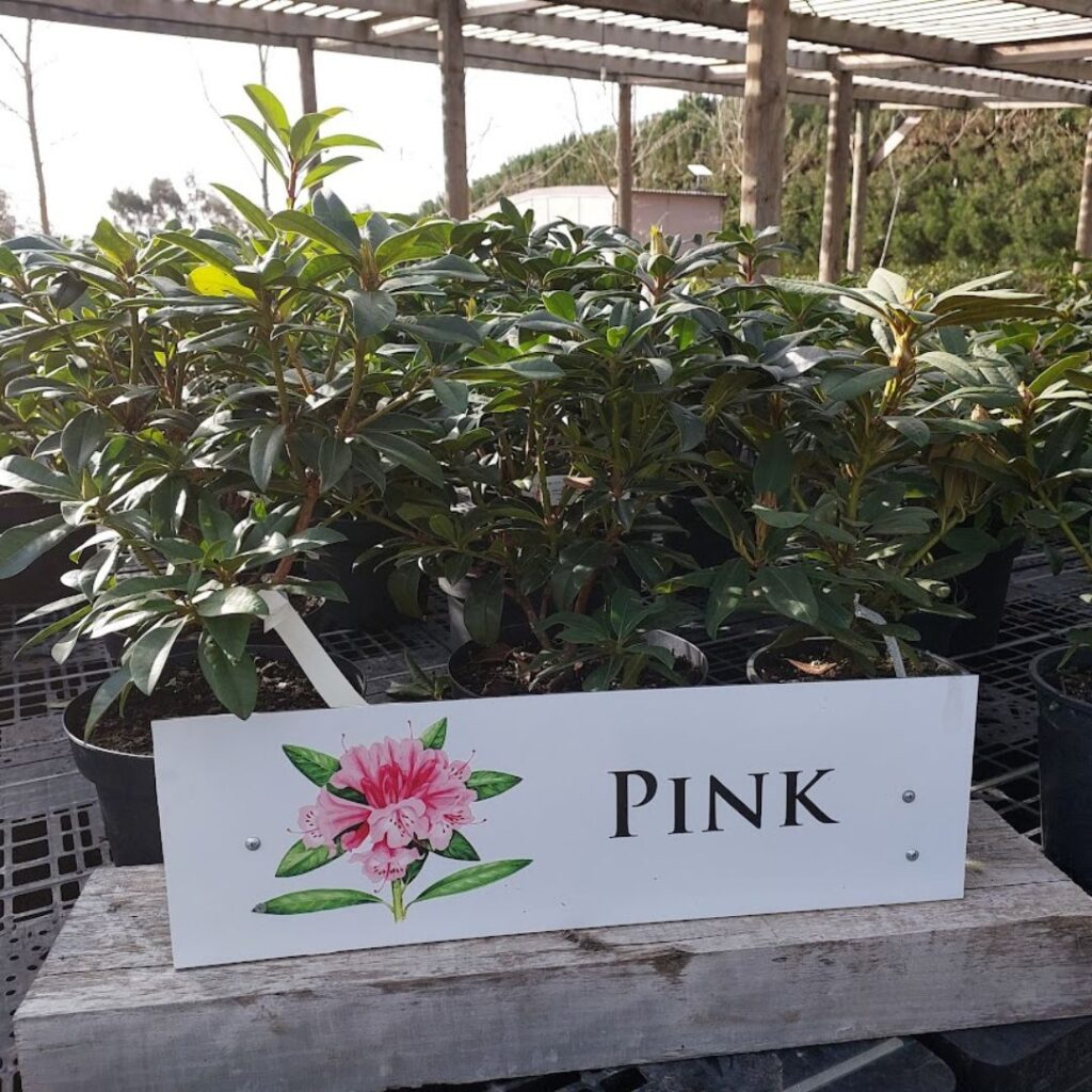 Potted plants with green leaves displayed on a wooden bench, labeled "PINK" with a flower illustration below the text, symbolize growth and embracing change.