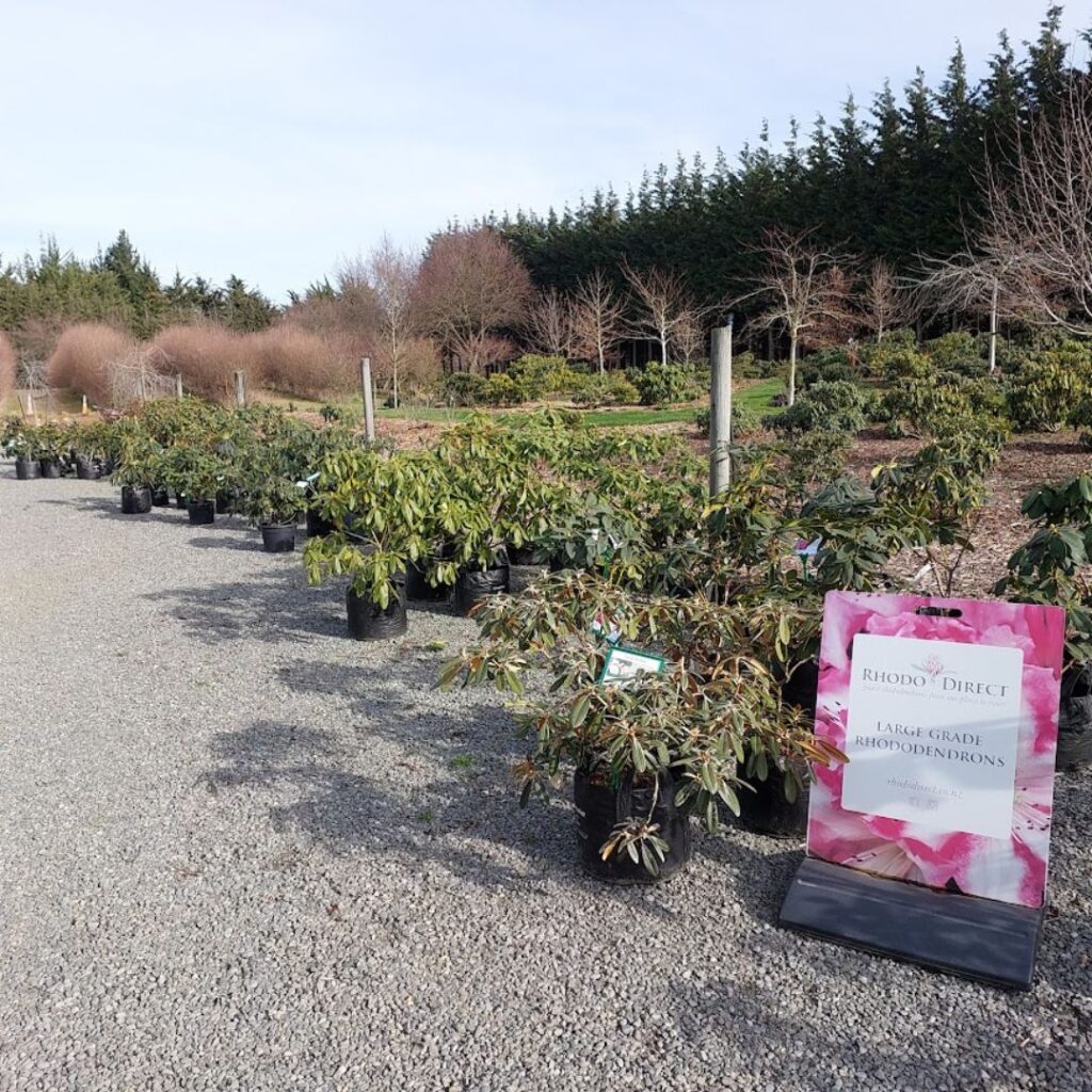 Large potted rhododendrons for sale are lined up outside on a gravel path next to a sign that reads "Large Grade Rhododendrons." Trees and shrubs are visible in the background, ready for anyone embracing change through vibrant garden growth.