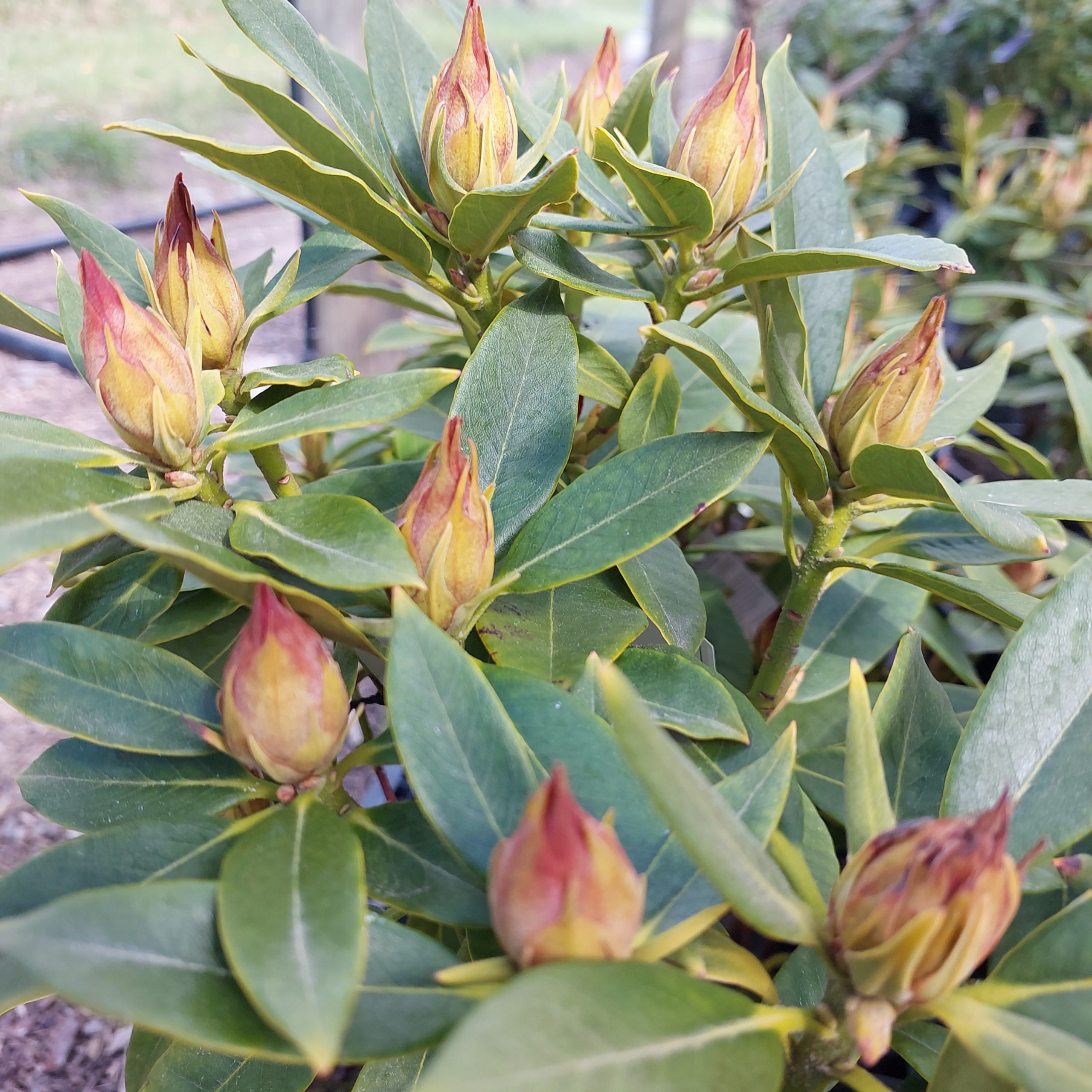 Close-up of rhododendron flower buds starting to bloom with green leaves in an outdoor garden setting.