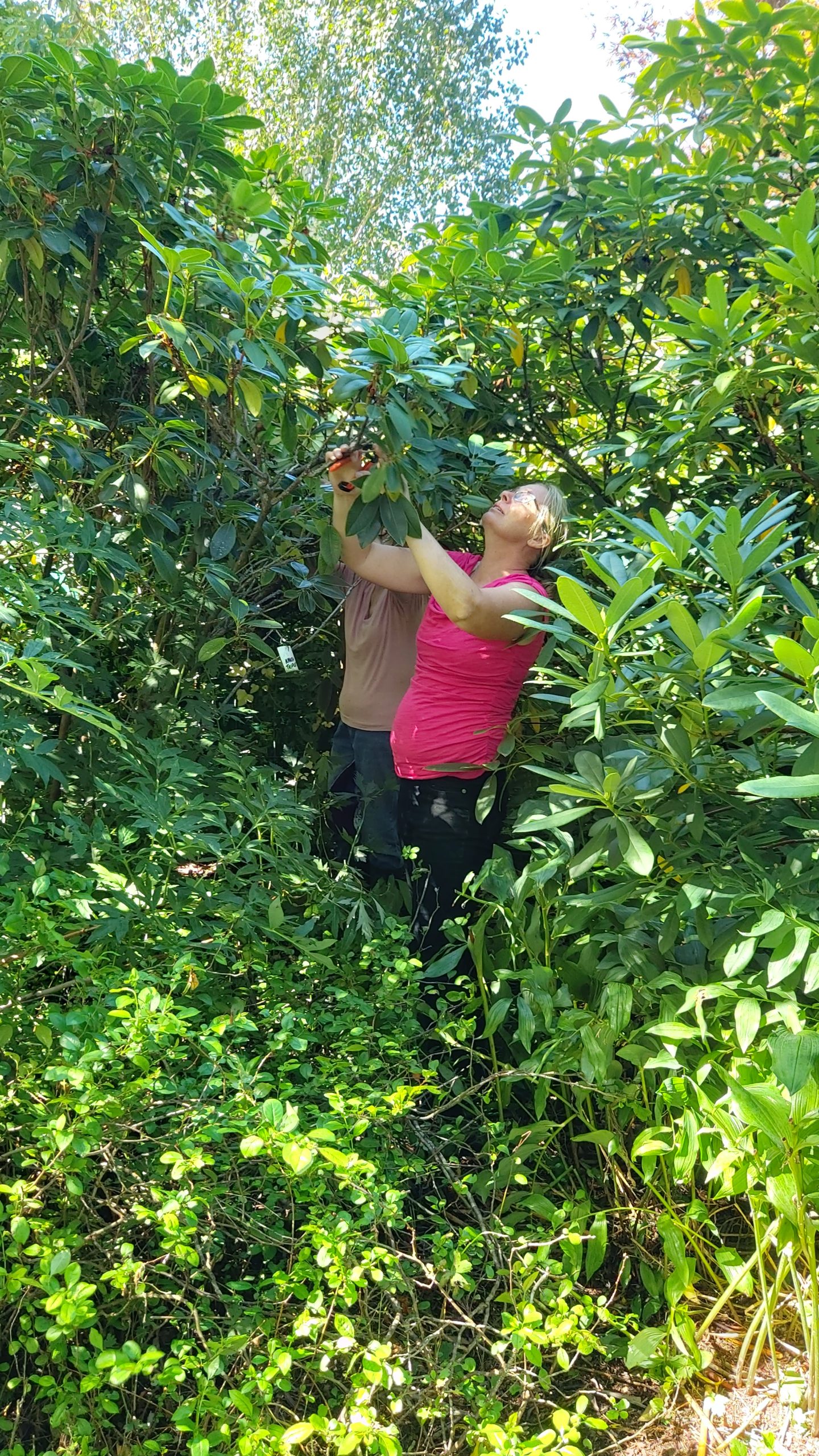 Two people from Rhodo Direct are working together, expertly trimming large green bushes in a garden under the warm sunlight.