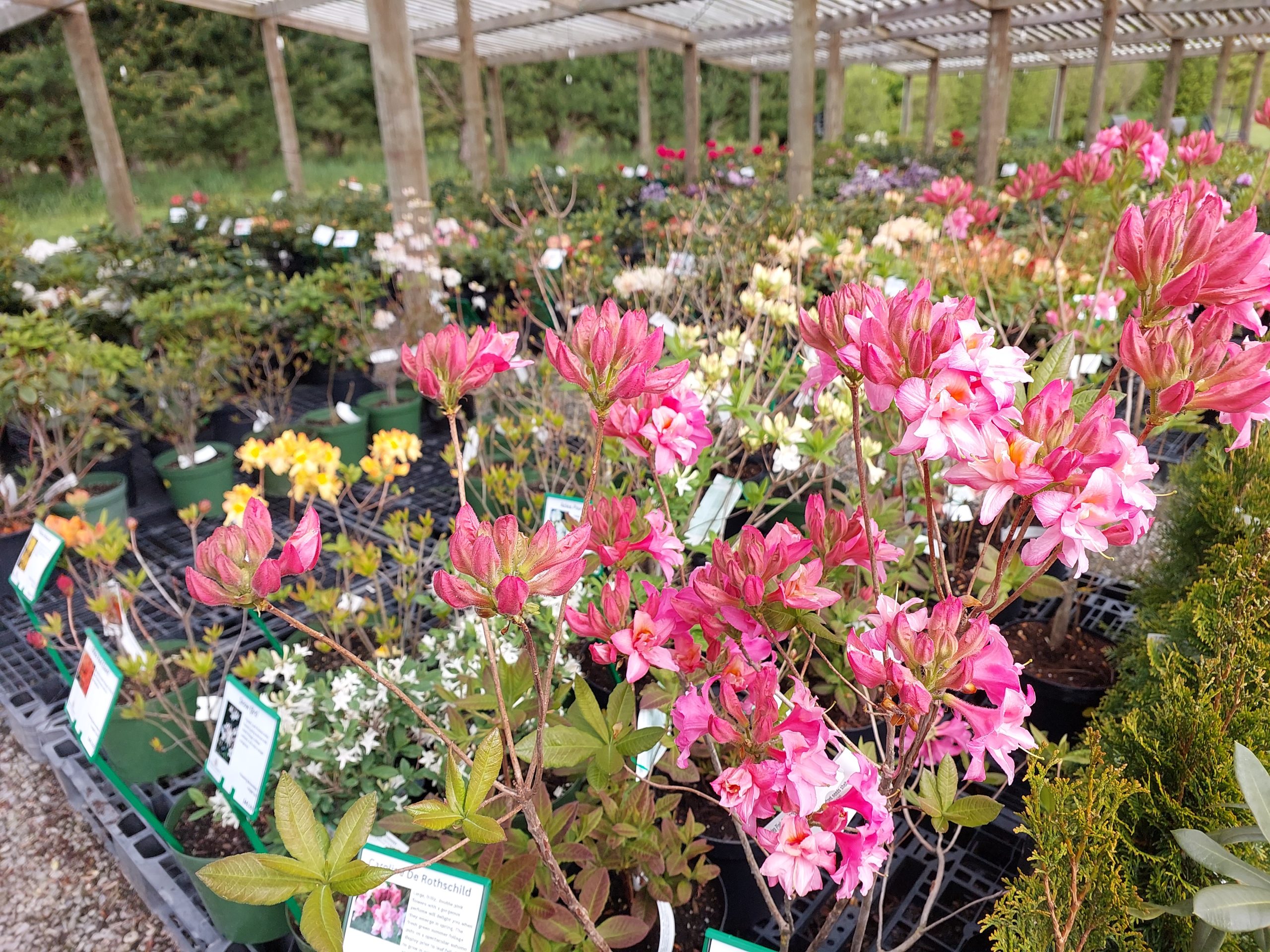 Rhodo Direct's nursery showcases vibrant pink and white flowering plants in pots, all elegantly arranged under a wooden pergola, perfect for inspiration on your home page.