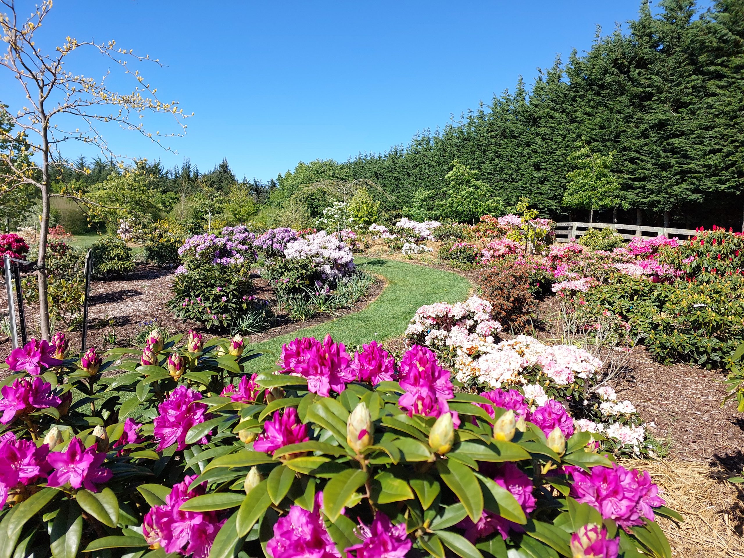 A vibrant garden with various colorful flowering shrubs and a narrow path under a clear blue sky, reminiscent of a scene from Rhodo Direct's stunning Home Page.