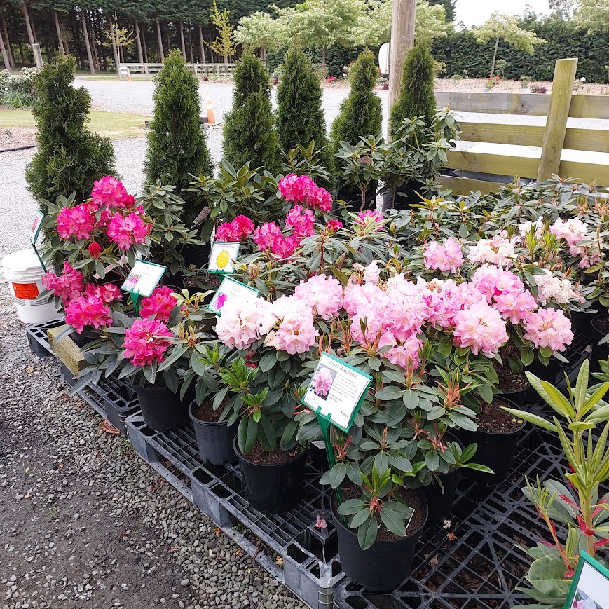 Potted pink and white flowering plants from Rhodo Direct create a charming display on a pallet in an outdoor garden center, perfect for brightening up any home page.