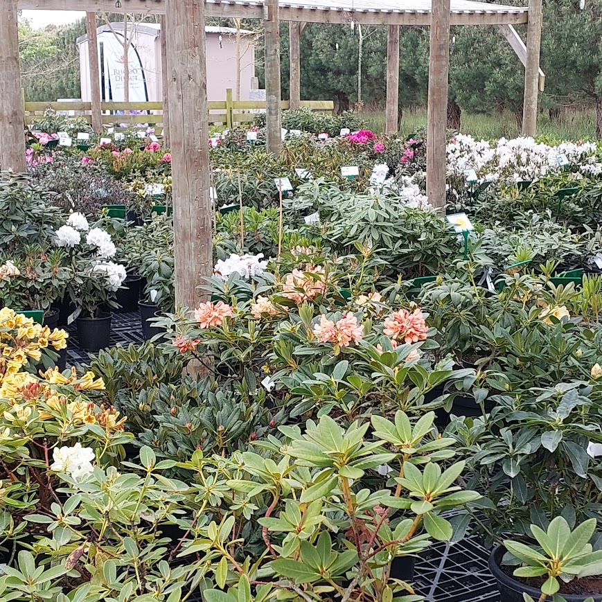 A variety of flowering plants in pots under a wooden pergola create a stunning display at the garden center, reminiscent of the lush selections you'd find on Rhodo Direct's Home Page.