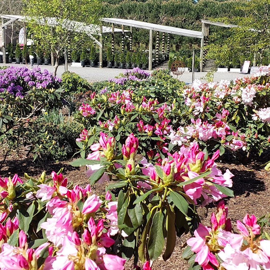 Rachel's garden showcases pink and white rhododendron flowers, a charming pathway, and elegant potted plants in the background. Perfect for Rhodo Direct enthusiasts!