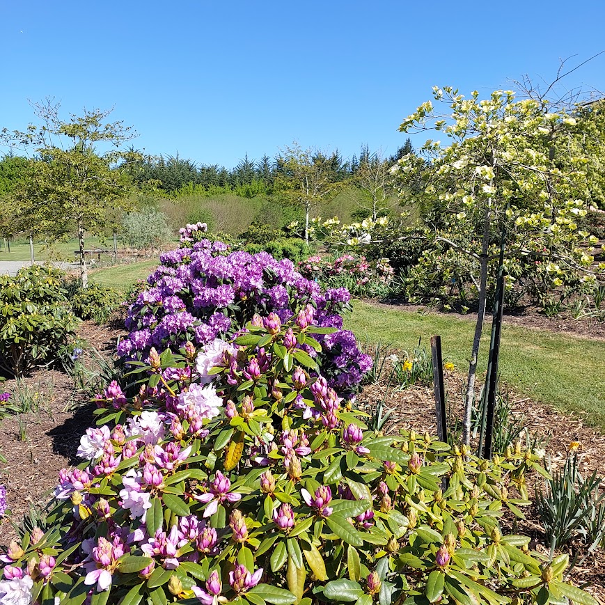 Explore a serene garden with blooming purple and white flowers, verdant green shrubs, and majestic trees standing proudly under a clear blue sky—a picturesque scene reminiscent of Rachel's curated landscapes for Rhodo Direct.