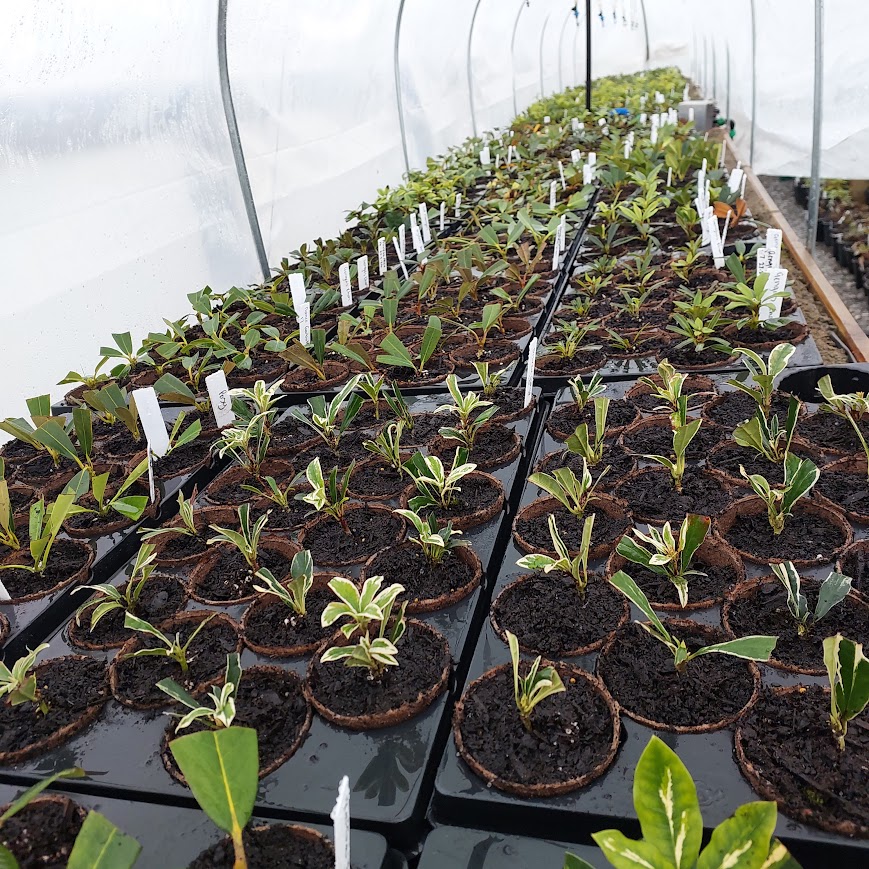 Rows of young plants in small pots line the greenhouse, each marked with a label under the white plastic covering. Discover more about our selection on Rhodo Direct's home page.