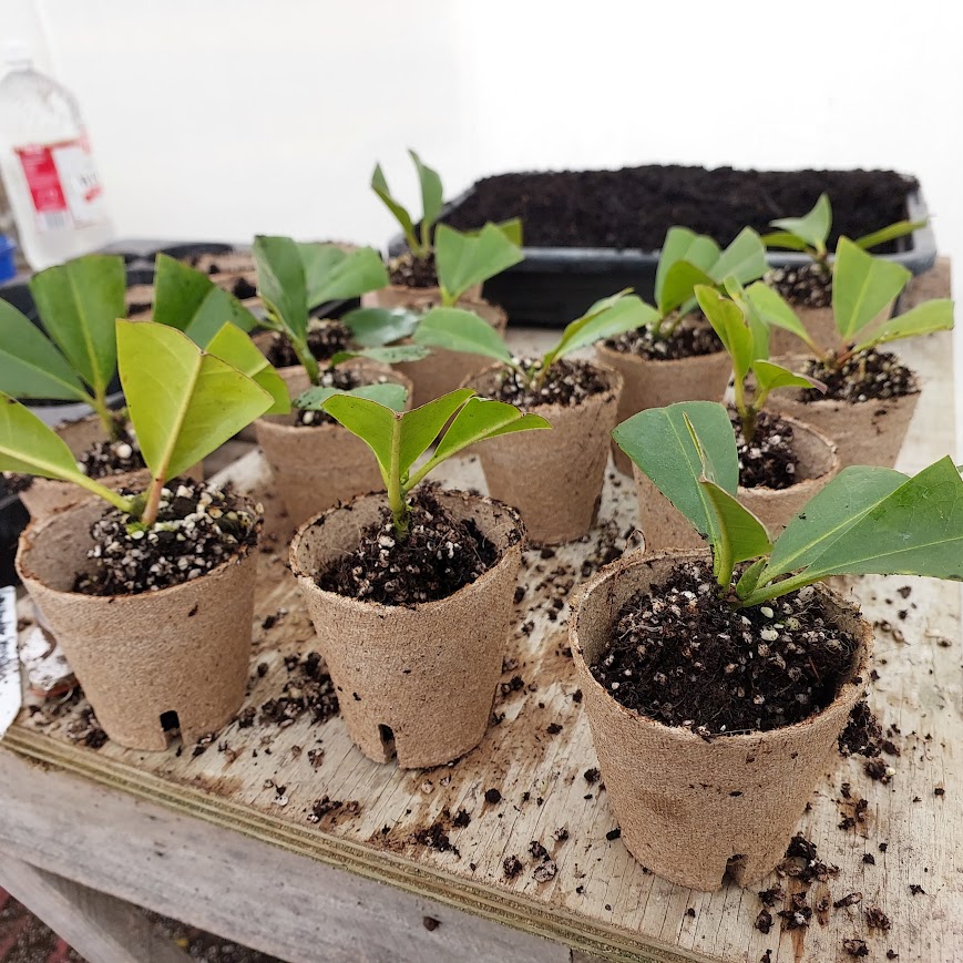 Young plants in biodegradable pots sit on a wooden table, soil scattered around like nature’s gentle chaos. In the background, a tray brimming with more soil completes the earthy scene at Rhodo Direct.