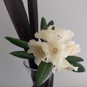 White flowers with green leaves are elegantly arranged in a glass vase, creating a serene visual perfect for showcasing on the Rhodo Direct home page, all against a plain background.