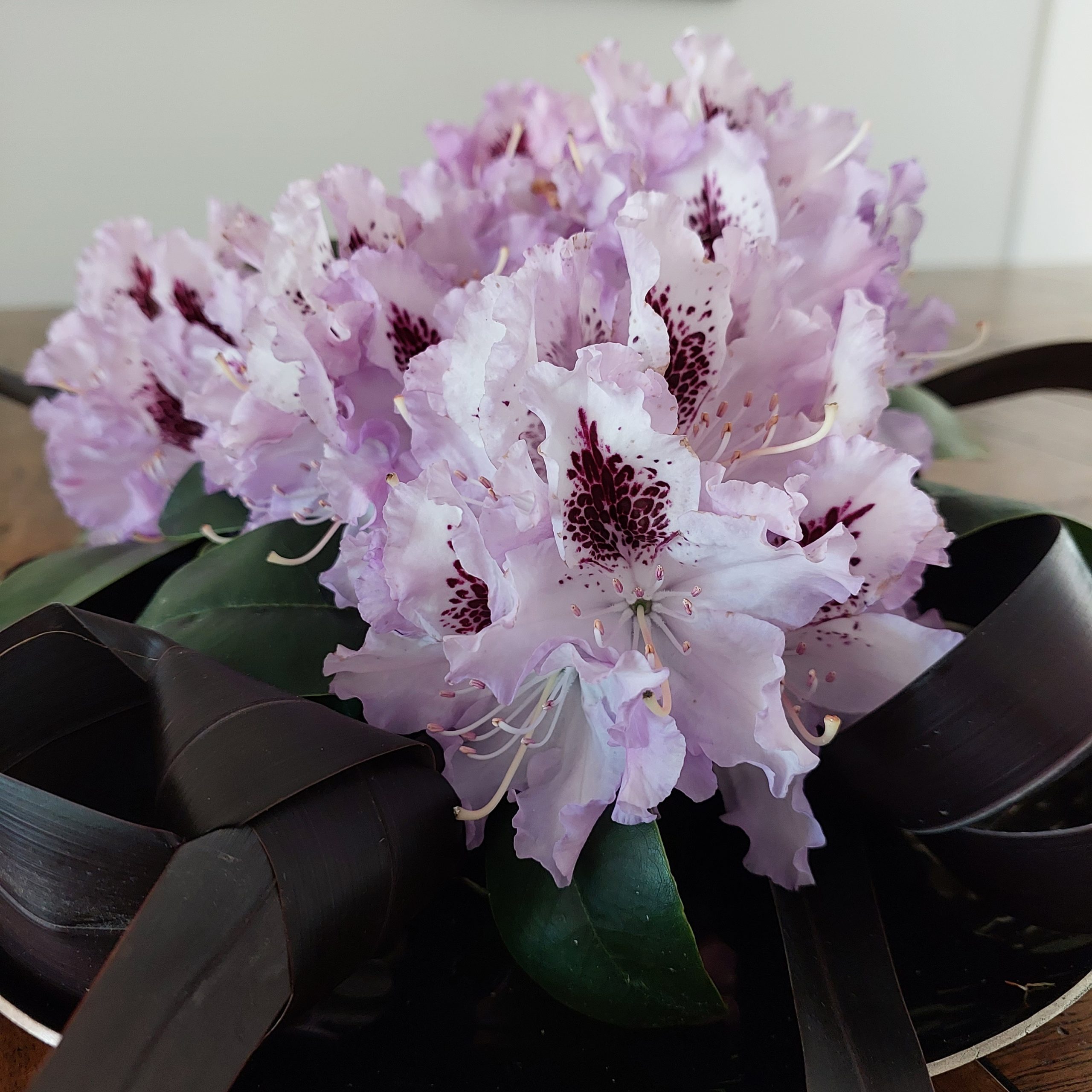 A close-up of light purple flowers with dark centers rests elegantly on a wooden surface, surrounded by dark green leaves and a decorative black ribbon—a perfect arrangement for your Home Page, courtesy of Rhodo Direct.