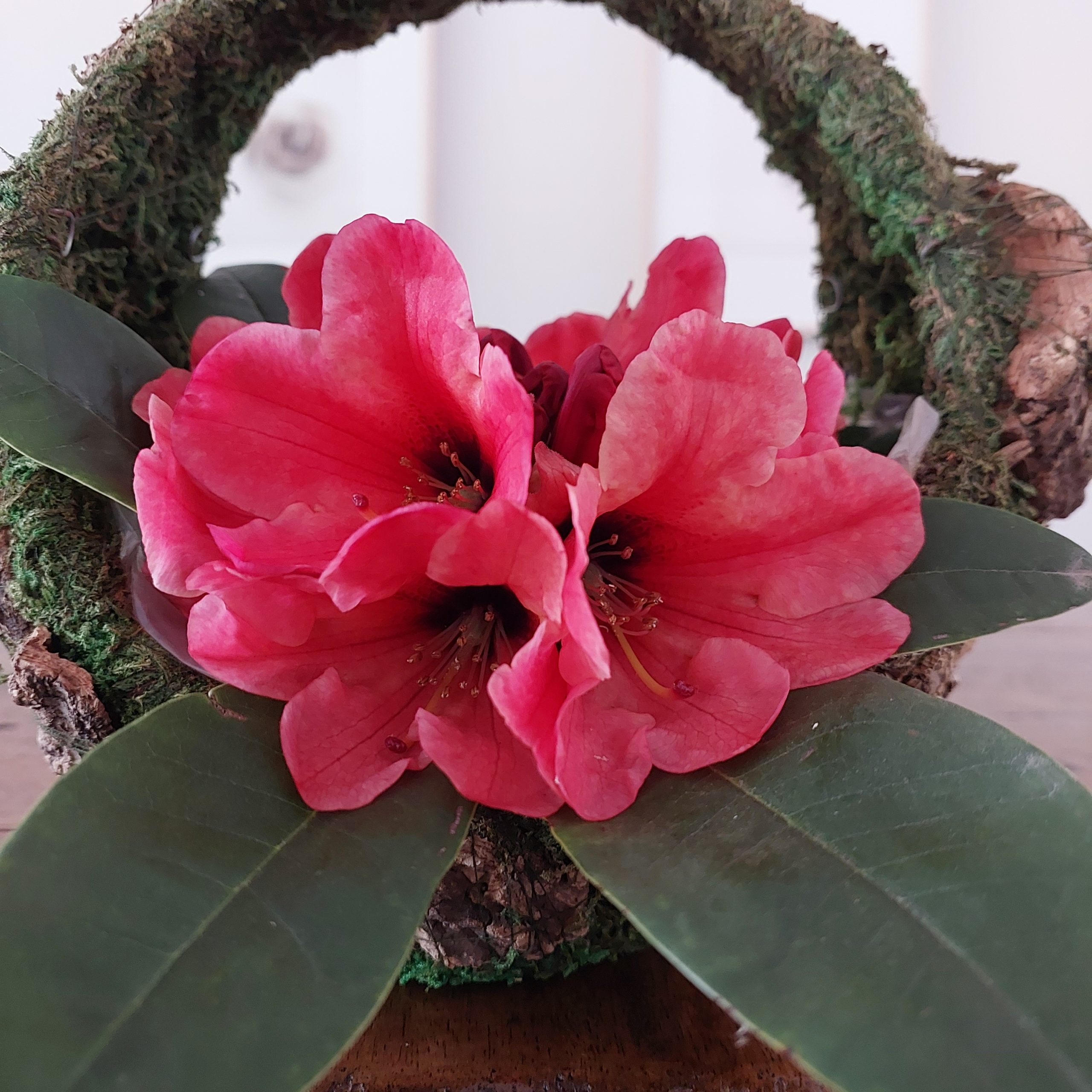 Displayed on a wooden surface, this Rhodo Direct basket features moss, vibrant red flowers, and lush green leaves—perfect for adding a touch of nature to your home page.