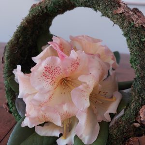 Pale pink rhododendron blooms inside a moss-covered circular frame on a wooden surface, capturing the serene essence of nature featured on the Rhodo Direct home page.