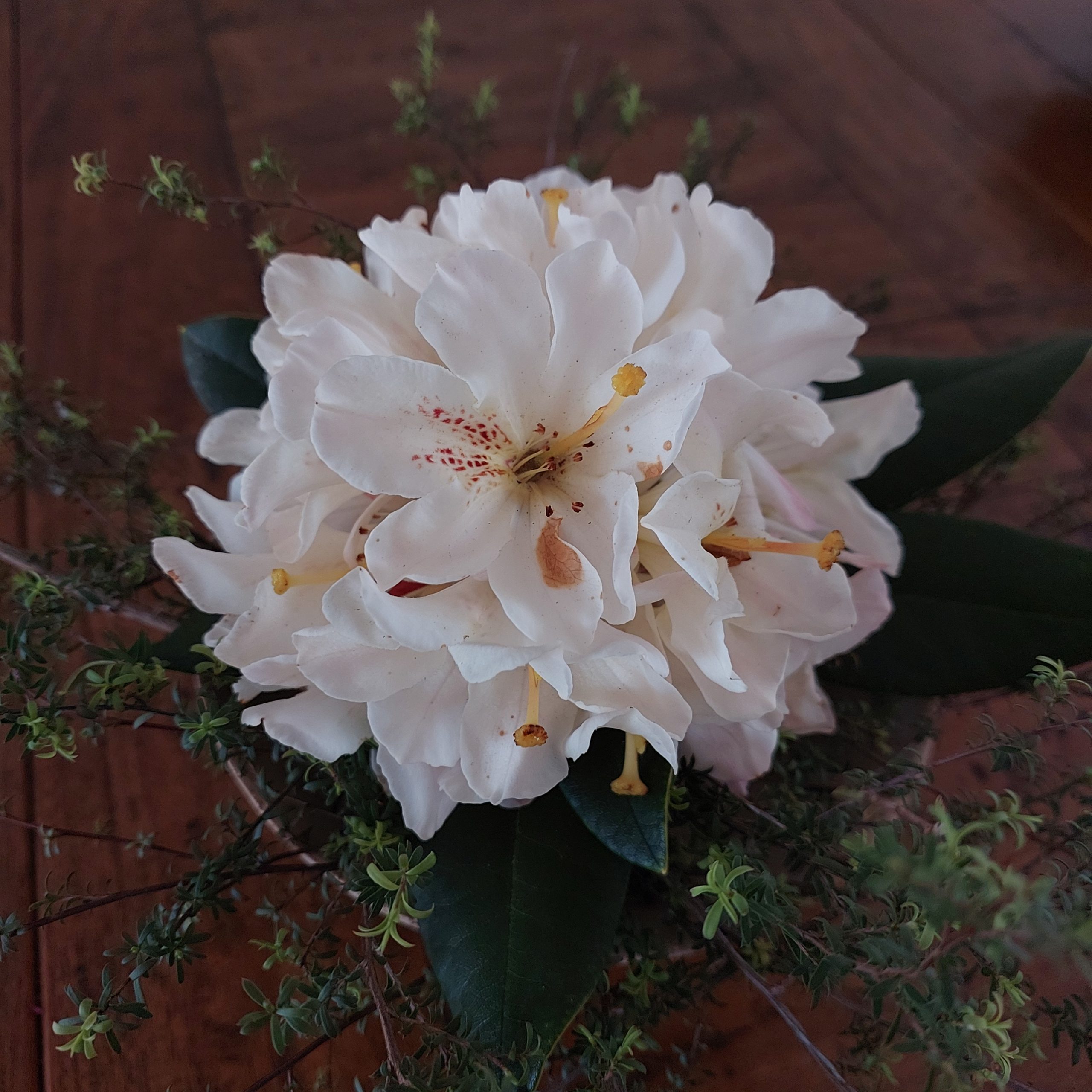 A cluster of white flowers with green leaves, showcased on a wooden surface, reminiscent of the elegant displays found on the Rhodo Direct home page.