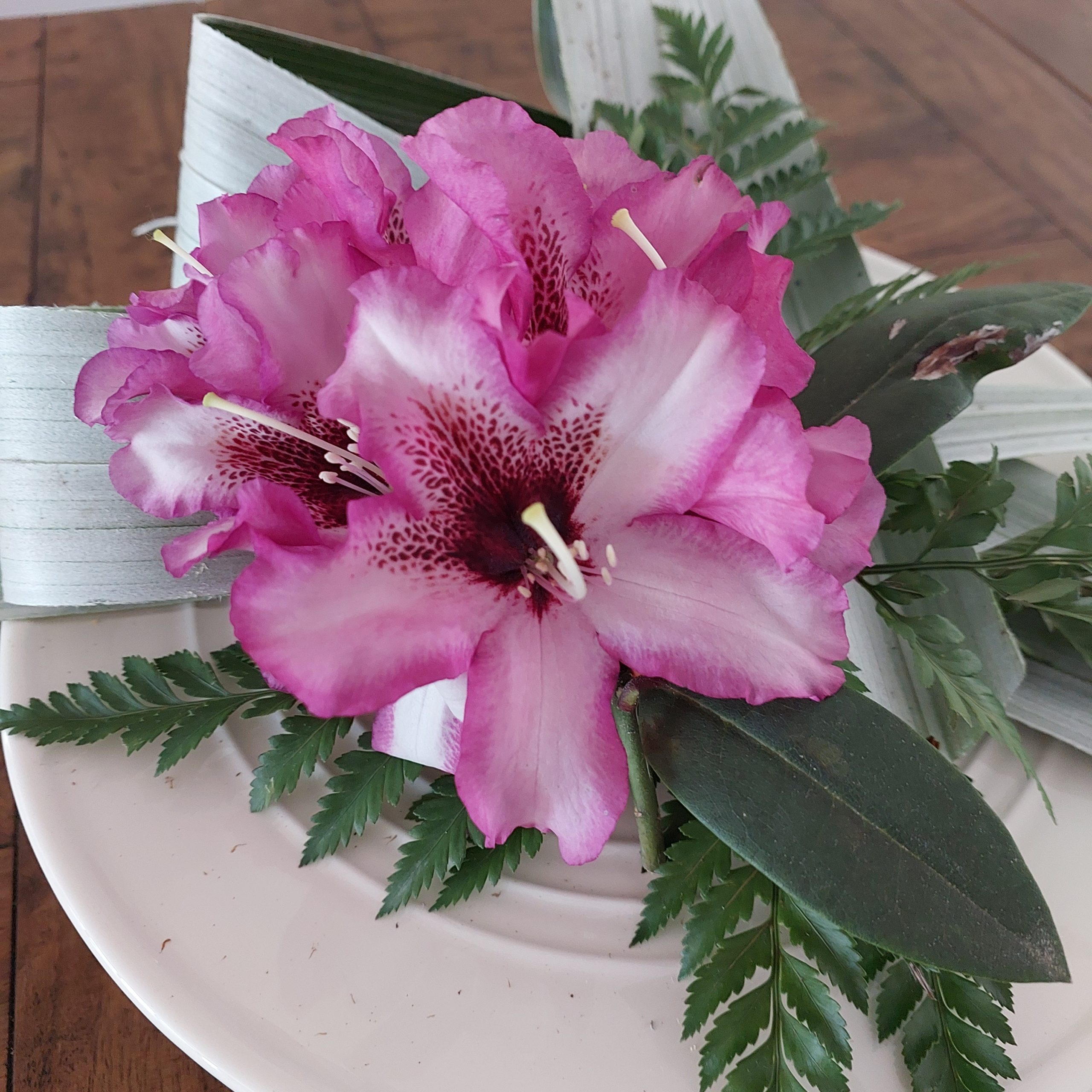 On the Rhodo Direct home page, pink and white flowers beautifully mingle with fern and leafy greens, elegantly arranged on a pristine white plate.