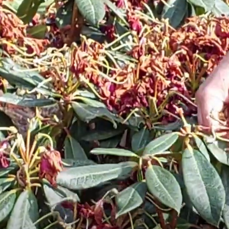 Hands are deftly pruning dried flowers from a lush Rhododendron bush, carefully de-heading amidst the large green leaves.