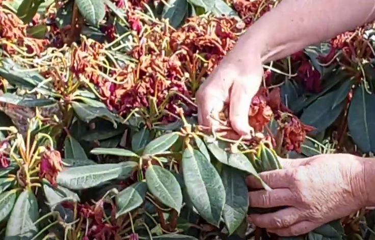 Hands are deftly pruning dried flowers from a lush Rhododendron bush, carefully de-heading amidst the large green leaves.