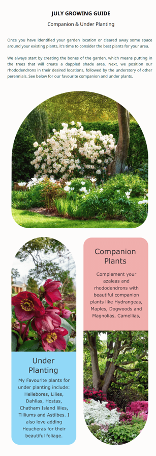 Infographic titled "July Growing Guide" offers monthly insights on companion and underplanting, showcasing images of blooming plants and text about azaleas, rhododendrons, and preferred underplanting options.