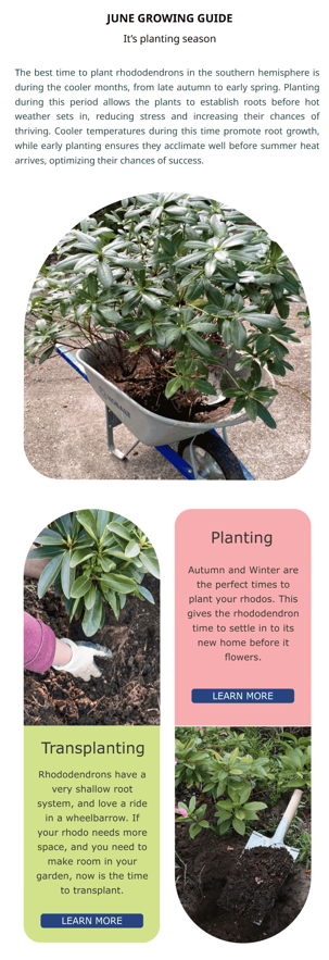 Illustrated Growing Guide with images of rhododendrons. Topics include planting in cool months, transplanting tips, and care instructions for better acclimation before June.