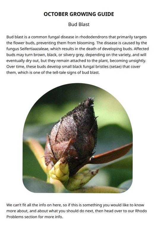 Close-up of a plant bud with black fungal bristles. Text discusses October's rhododendron care tips in the Monthly Gardening section, highlighting symptoms of bud blast disease and preventive measures.