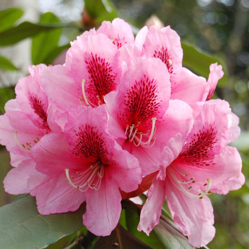 Close-up image of a cluster of pink rhododendron flowers with dark blotches and prominent stamens, set against a background of green leaves.