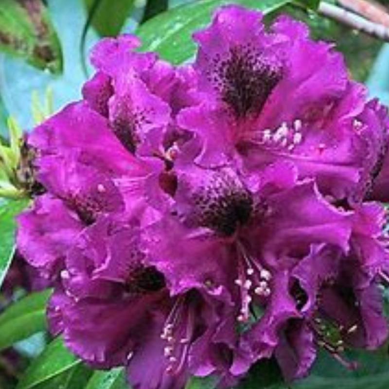 The beauty of purple rhododendron flowers in full bloom, with their green leaves providing a perfect backdrop, is truly mesmerizing.