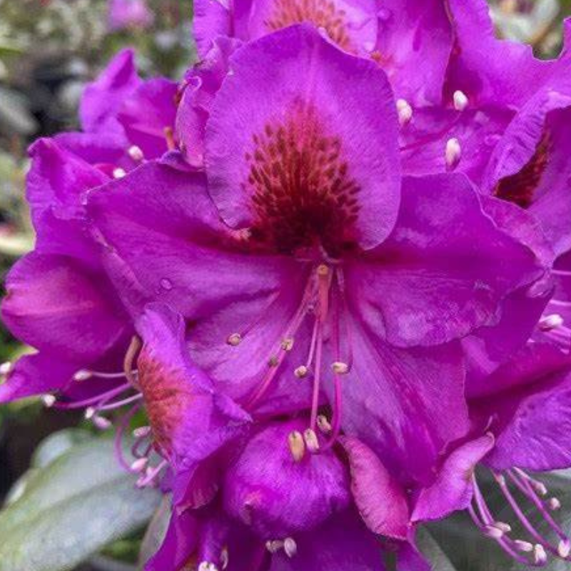 Close-up of vibrant purple rhododendron flowers with visible stamens, revealing hidden beauty. Their lush green leaves provide a perfect backdrop, while subtle rhododendron eyes add depth and intrigue to the scene.