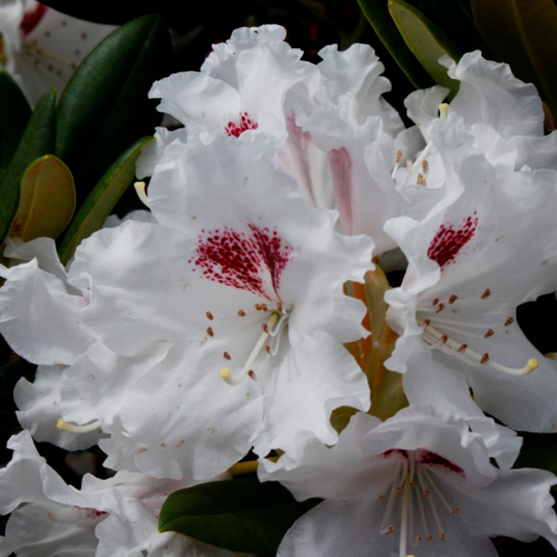 Close-up of white rhododendron flowers with striking red blotches on the petals, surrounded by lush dark green leaves.