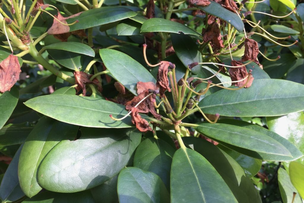 A close-up of a leafy plant showcases green leaves basking under sunlight, with some brown, withered flowers adding contrast. This vibrant image could enhance any garden section on Rhodo Direct's Home Page, exemplifying the beauty of nature even in its imperfections.