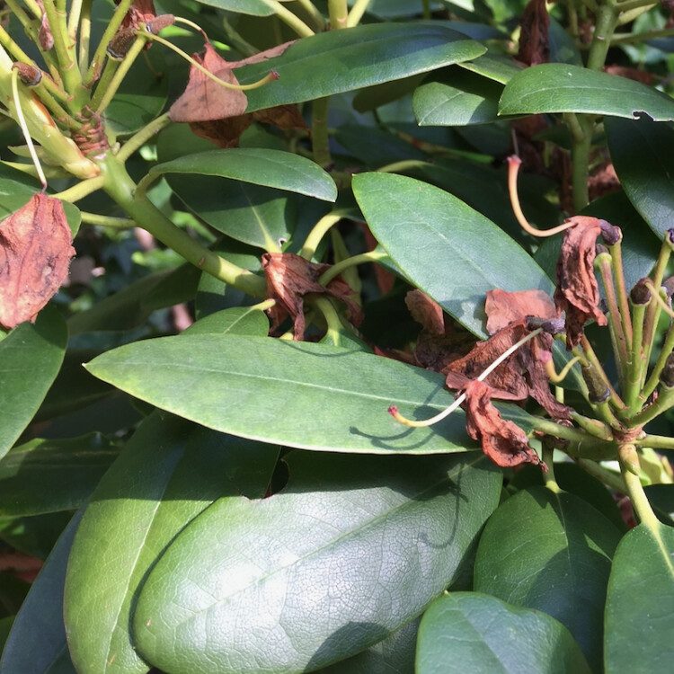 A close-up of a leafy plant showcases green leaves basking under sunlight, with some brown, withered flowers adding contrast. This vibrant image could enhance any garden section on Rhodo Direct's Home Page, exemplifying the beauty of nature even in its imperfections.