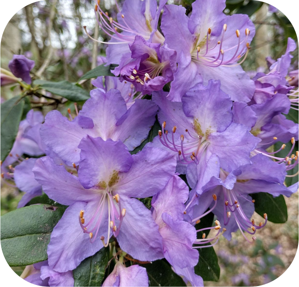 Close-up of vibrant purple rhododendron flowers with green leaves in the background, perfect for showcasing on the Rhodo Direct home page.