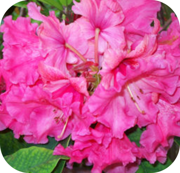 Close-up of bright pink rhododendron flowers with green leaves in the background, perfect for showcasing on Rhodo Direct's Home Page.