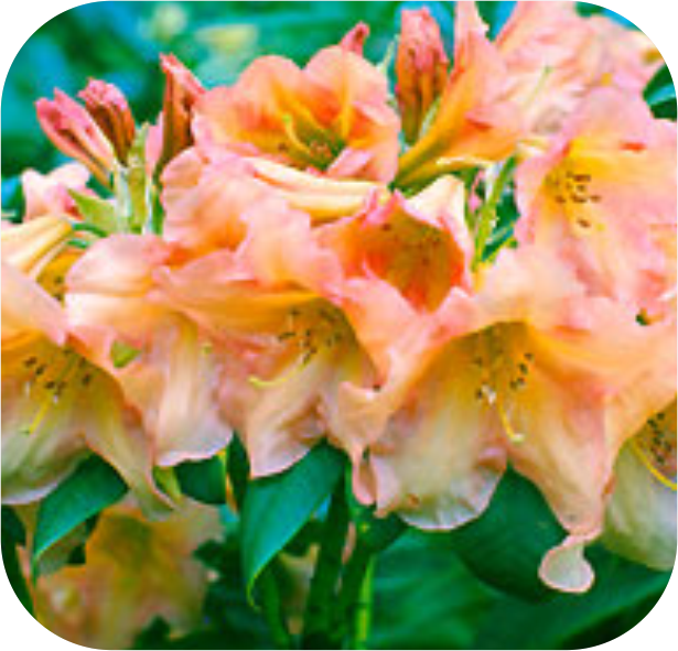 On the Home Page, you'll find peach-colored rhododendron flowers with lush green leaves, all in full bloom.