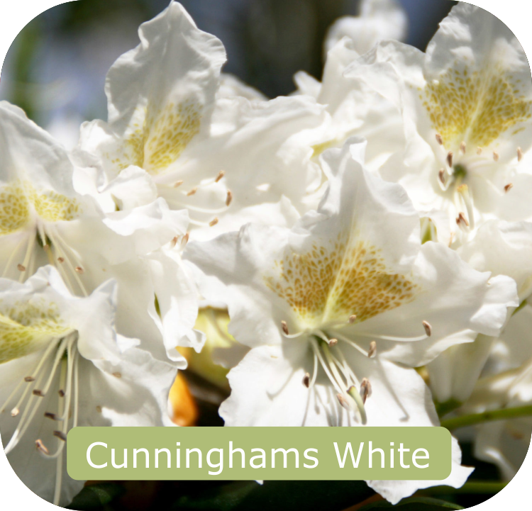 Close-up of white rhododendron flowers, labeled "Cunninghams White", displayed on the Rhodo Direct home page.